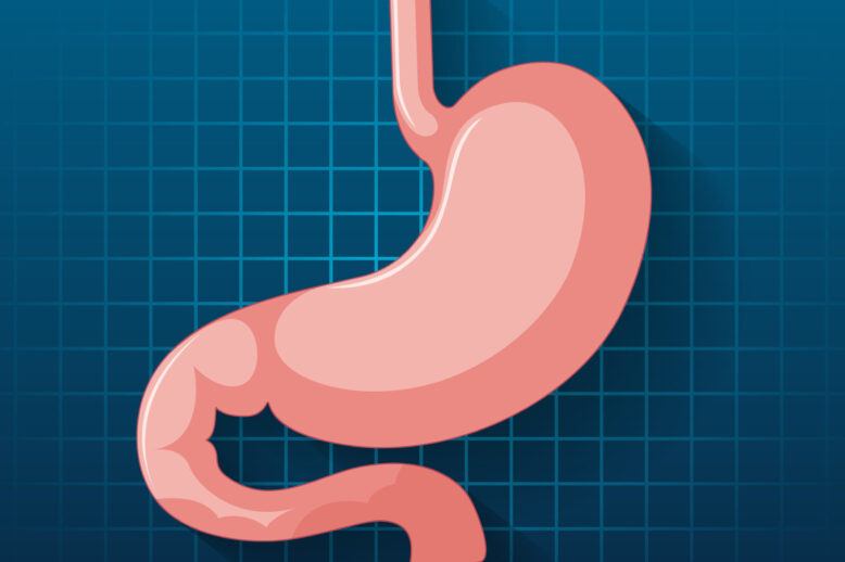 Human internal organ with stomach