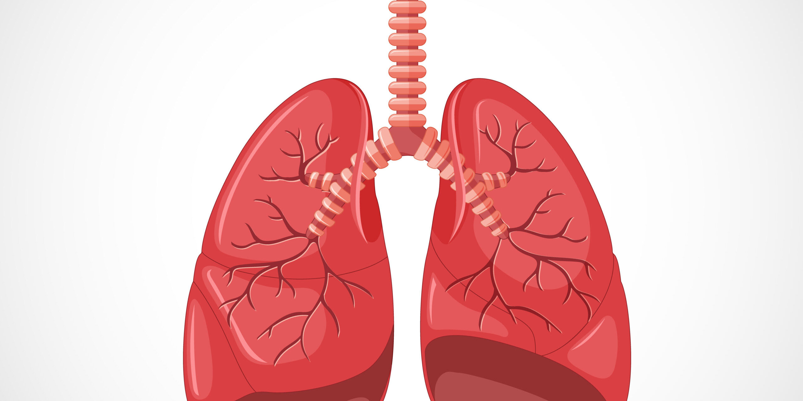 Human internal organ with lungs