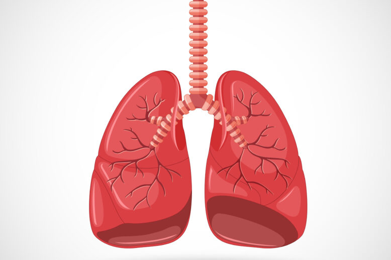 Human internal organ with lungs